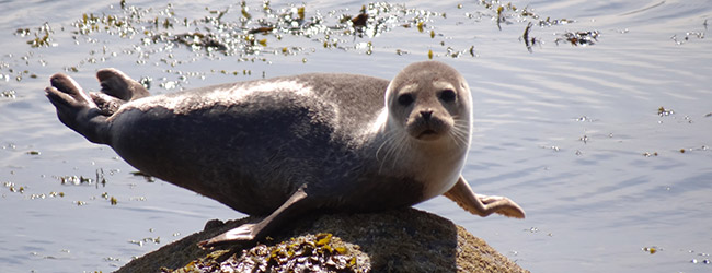A seal perched on a rock