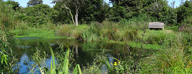 East Prawle village pond